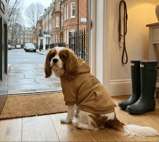 Bravonne Urban Paws Premium Dog Hoodie Brown — Cavalier King Charles Spaniel Wearing Cosy Fleece Hoodie | Bravonne
